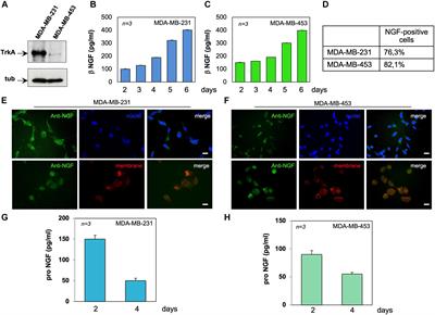 Targeting the Nerve Growth Factor Signaling Impairs the Proliferative and Migratory Phenotype of Triple-Negative Breast Cancer Cells